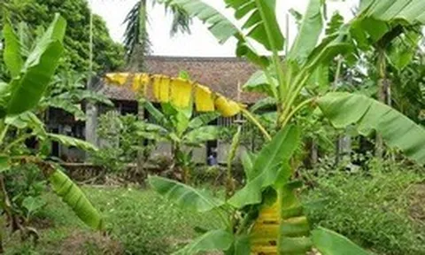 Vì sao người xưa thường trồng cây chuối sau nhà?