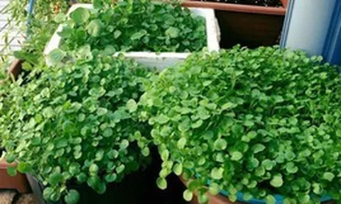 Loại rau tốt cho sức khoẻ nhất hoá ra mọc đầy Việt Nam, các nhà khoa học mất 1 thập kỷ nghiên cứu