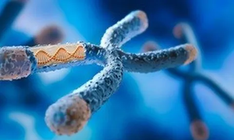 Một lỗi DNA có thể biến chuột cái thành đực: Hy vọng cho con người
