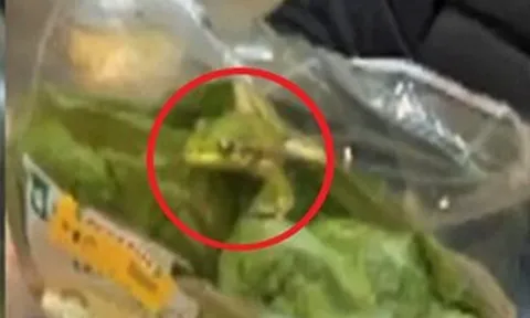 Túi salad bất ngờ "động đậy", người đàn ông hoảng hốt thấy thứ "đáng sợ" bên trong