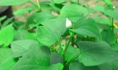 Vì sao người xưa thường trồng cây diếp cá quanh nhà?