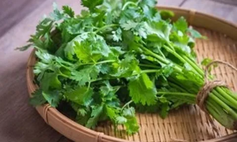 Những bài thuốc từ cây ngò rí hỗ trợ cảm cúm, kiểm soát đường huyết