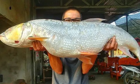 "Cọp nước" sông Đà, siêu hiếm và khó đánh bắt bậc nhất