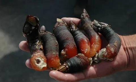 Đặc sản "ngón tay quỷ", nghe tên đã rùng mình giá hơn 5 triệu/kg vẫn có người mua