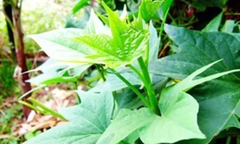 Người xưa coi đây là "rau dưỡng thọ", thường trồng quanh nhà để ăn quanh năm