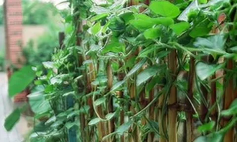 Vì sao người xưa thường trồng mùng tơi quanh nhà?