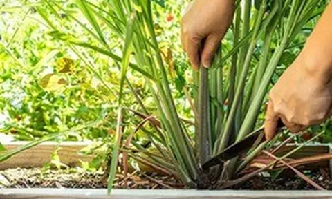 3 loại cây người xưa thường trồng quanh nhà để đuổi muỗi hiệu quả
