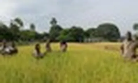 Một quốc gia châu Á mang công nghệ lúa gạo đến châu Phi, 10 năm sau thu kết quả bất ngờ
