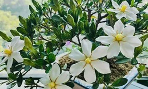 4 loại cây "đại cát", rất nên trồng trong nhà