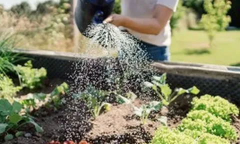 Chuyên gia tiết lộ thời điểm tưới cây tốt nhất lúc này - không phải sáng sớm