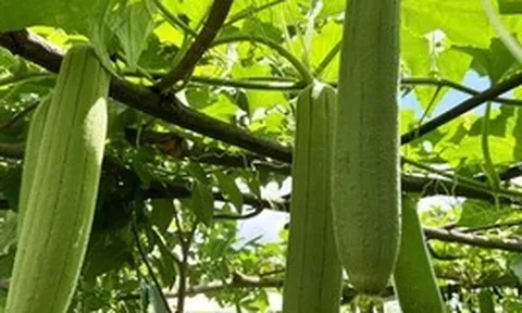 Người có axit uric cao nên ăn gì? Quả mướp được nhắc tên, nhưng còn 3 loại rau khác đáng chú ý hơn