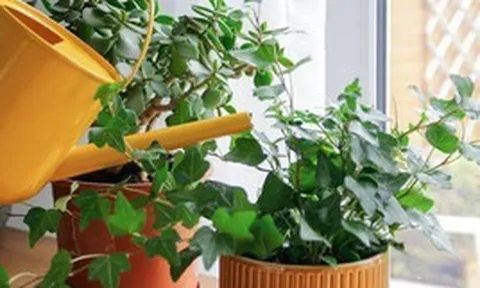 5 loại cây vừa lọc không khí, vừa làm mát nhà cực đỉnh: Biết trồng thì chẳng sợ nắng nóng