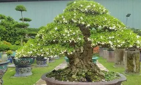 "Trồng đúng cây, ba đời vượng": Đây là 3 loại cây nên có trong nhà