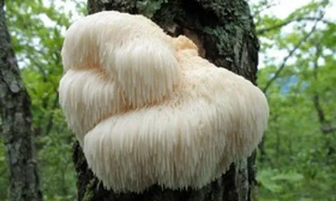 Thứ trông như "cục lông" trên cây nhưng lại là kho báu giá trị ngang linh chi đắt đỏ