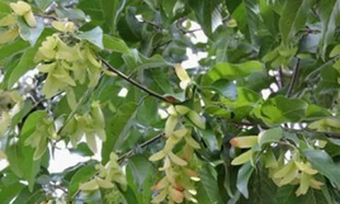 Người xưa dặn "nhà nên tựa núi": 3 cây trồng sau nhà giúp "đời đời thịnh vượng"