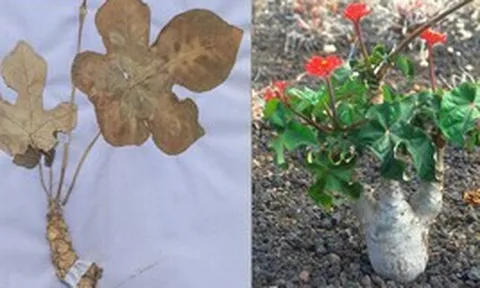 Phát hiện hợp chất tiềm năng điều trị gút trong 3 cây rất quen thuộc ở Việt Nam
