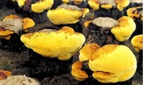 Loại nấm đắt đỏ bậc nhất thế giới, ngăn ngừa khối u phát triển: Việt Nam nuôi cấy thành công