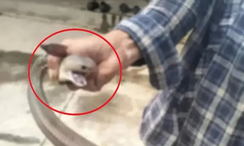Bắt rắn bằng tay không, người đàn ông chụp ảnh và cái kết "gây sốc"