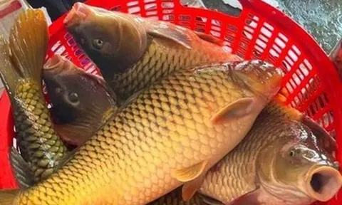 Loại cá giàu protein, giúp kéo dài tuổi thọ ở người cao tuổi