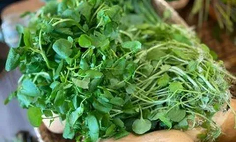 Việt Nam có 3 loại rau "đại bổ": Loại thứ nhất gây bất ngờ vì có nhiều omega-3