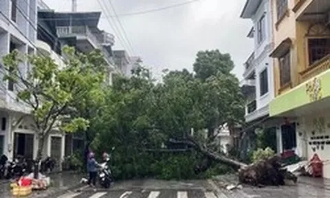 Móng Cái gió giật cấp 11, cây bật gốc, nhà tốc mái