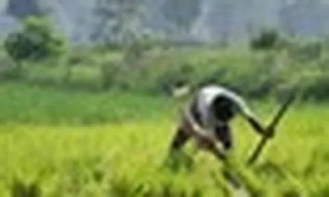 Nhà cung cấp gạo cho 140 quốc gia đón sóng gió, hơn nửa triệu tấn mắc kẹt tại các cảng