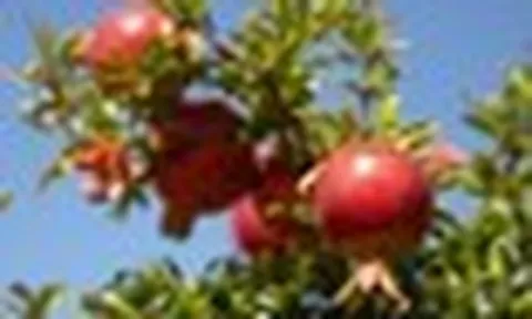 4 lý do vì sao nên trồng một cây lựu trước cửa nhà