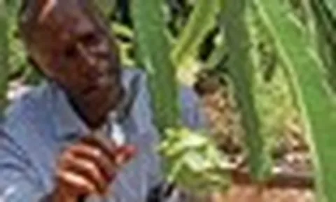 Trồng thử loại ‘siêu trái cây' ở Việt Nam, người dân tại Kenya bất ngờ đổi đời: Hơn 3 năm được thu hoạch, sản lượng không đủ để bán