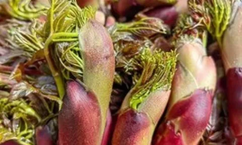 Việt Nam có loại rau dại được Trung, Nhật, Hàn cực ưa chuộng: Bổ như sâm, giá đắt hơn cả thịt!
