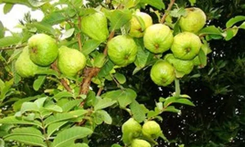 Lời khuyên đến tất cả các gia đình đang trồng cây ổi để ăn