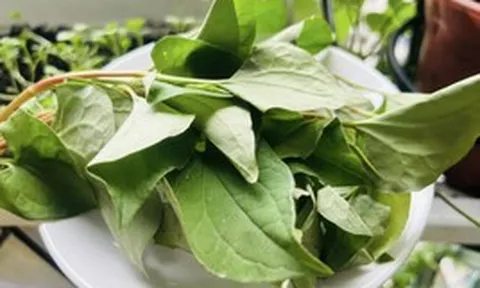 Lời khuyên đến tất cả các gia đình đang trồng cây diếp cá