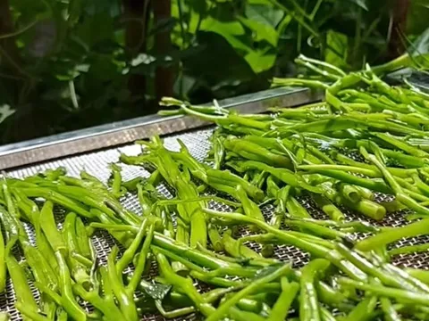 2 loại rau “khoái khẩu” mùa lạnh dễ thành ổ sán, đứng đầu bảng mâm cơm nhà nào cũng có