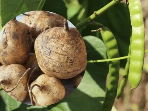 Củ đậu ví như "nhân sâm người nghèo" rất tốt nhưng có bộ phận là "thuốc độc": Bạn đã biết chưa?