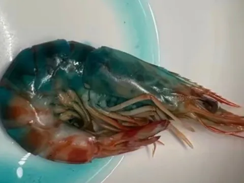 Tôm nấu chín chuyển sang màu xanh, bà nội trợ sợ hãi không dám ăn