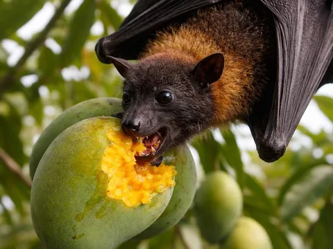 Virus Nipah nguy hiểm với tỷ lệ tử vong cao: Vì sao đến nay vẫn chưa có thuốc và vắc-xin?