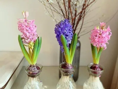 Tiên ông - Loài hoa có mùi thơm đặc biệt, hút khách trong dịp Tết