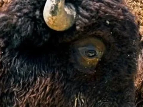 Loài vật quý hiếm bậc nhất hành tinh, tưởng tuyệt chủng bất ngờ "tái xuất" ở nơi vô cùng đặc biệt