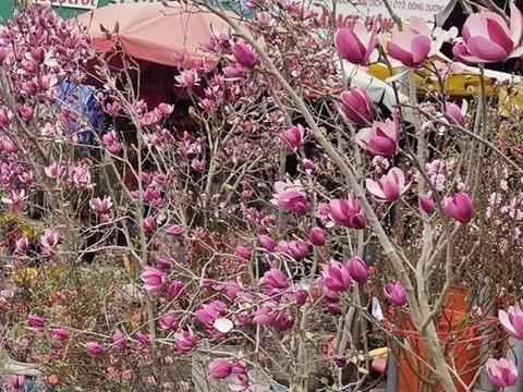 Loài hoa ngủ đông thành trào lưu sốt xình xịch trên mạng dịp Tết Bính Ngọ