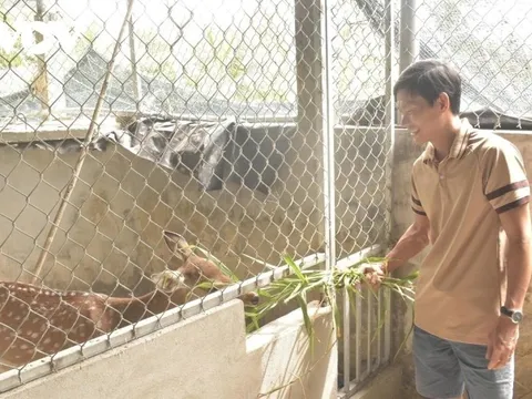 Nuôi loài thú chi phí cực rẻ mà tạo ra thứ "đại bổ", nông dân 9X thu về hơn 1 tỷ đồng/năm