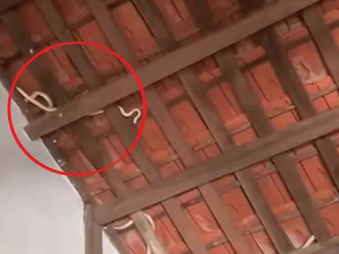 Nhìn lên mái nhà, chủ nhà phát hiện cảnh tượng "nổi da gà" giữa ban ngày