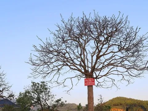 Cây mai cổ nhìn như "củi khô", đại gia bí ẩn trả giá gần 1 tỷ đồng chủ vẫn chưa gật đầu