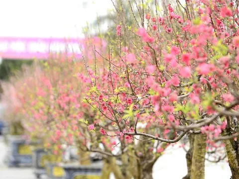 Quảng trường Lam Sơn rực rỡ hội chợ hoa đào Tết sau nhiều năm “vắng bóng” kinh doanh