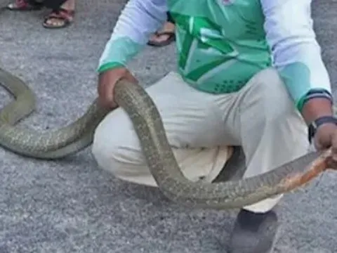 Bắt được hai con rắn hổ mang chúa khổng lồ đang đánh nhau trên đường