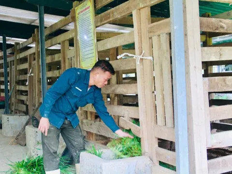 Sau cú trắng tay, chủ trang trại Hà Tĩnh xây 'kho bạc' giữa đồi hoang: Sở hữu 7 vạn gốc 'nhân sâm cho người nghèo' đang chờ bán