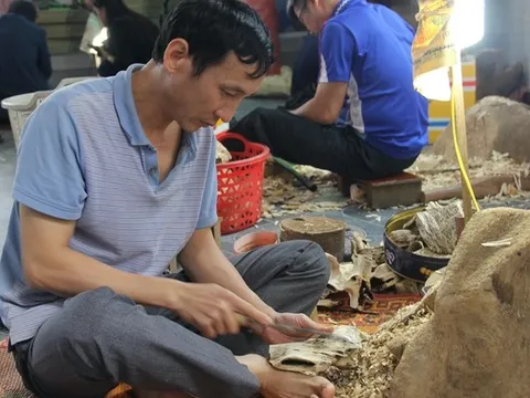 Ngát hương Xuân nơi “thủ phủ” dó trầm