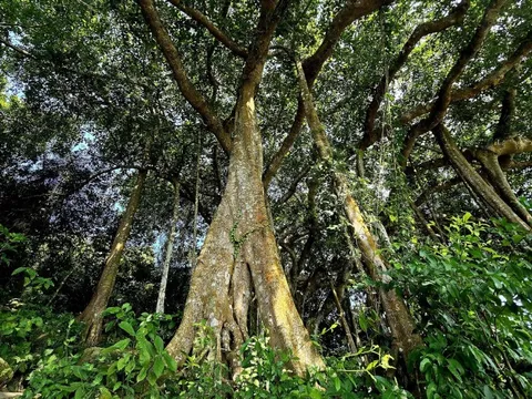 Dưới tán cây đa nghìn năm ở Sơn Trà, du khách nghe rừng "kể chuyện"