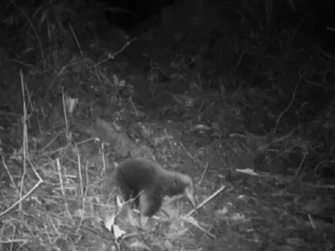 Loài vật quý hiếm bậc nhất hành tinh, tuyệt tích 60 năm bất ngờ "tái xuất" một cách bí ẩn