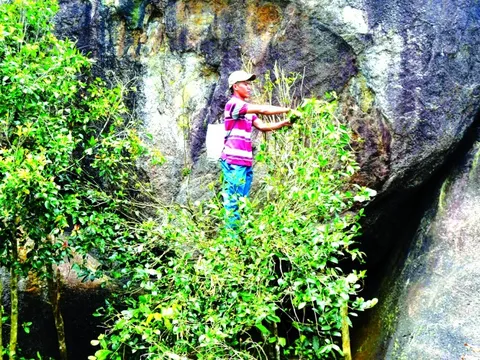 Độc đáo trà Mã Dọ