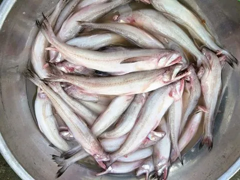 Loài cá lạ “vừa chạm đã tan”, giá bạc triệu vẫn cháy hàng dịp đầu năm