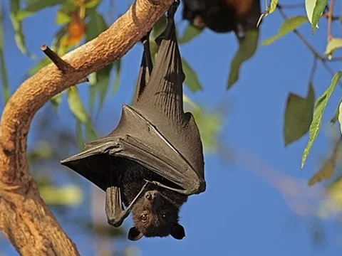 Giải mã bí ẩn: Vì sao dơi có thể treo ngược hàng giờ mà không tốn sức?